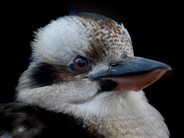 A laughing kookaburra. Picture: Andy Compton