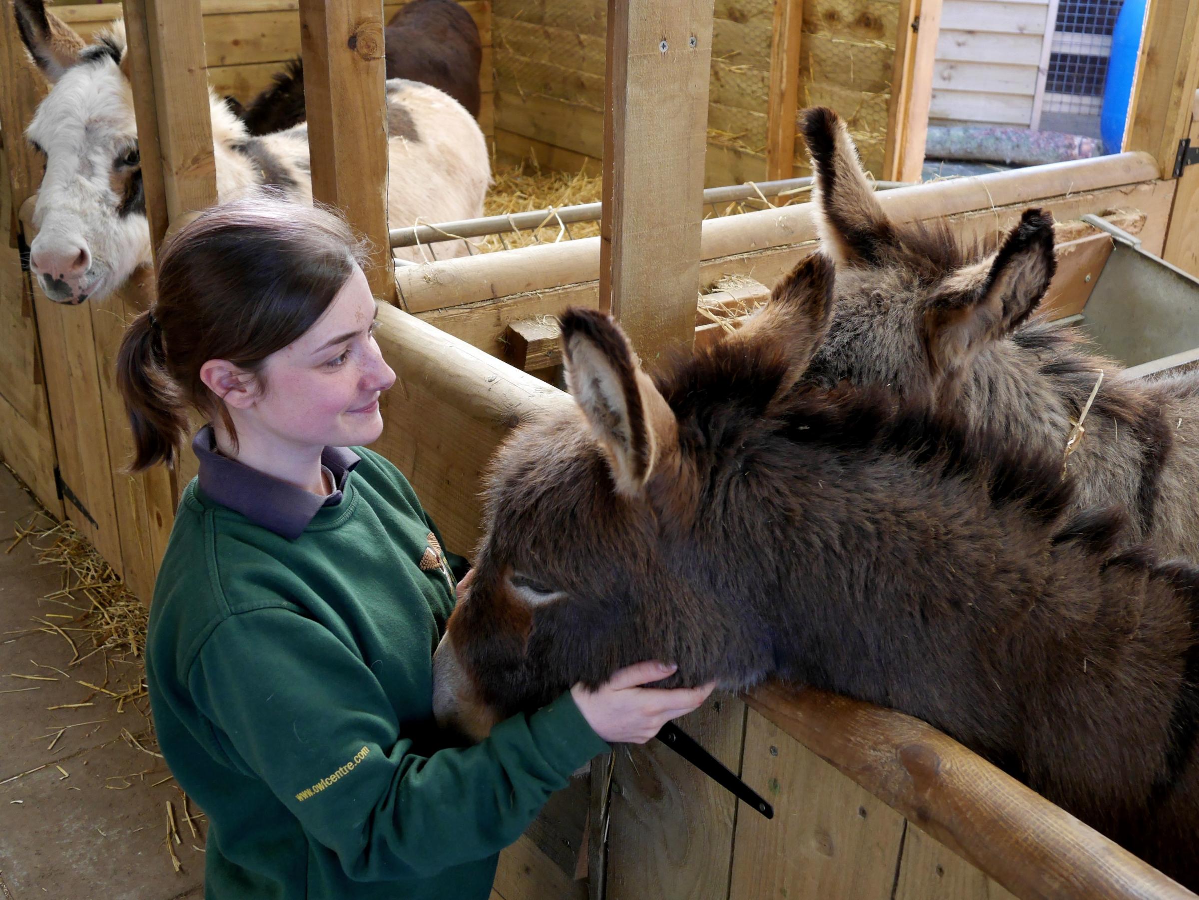 Rachael Wells with minature donkeys Smog and Gus. Picture: Andy Compton