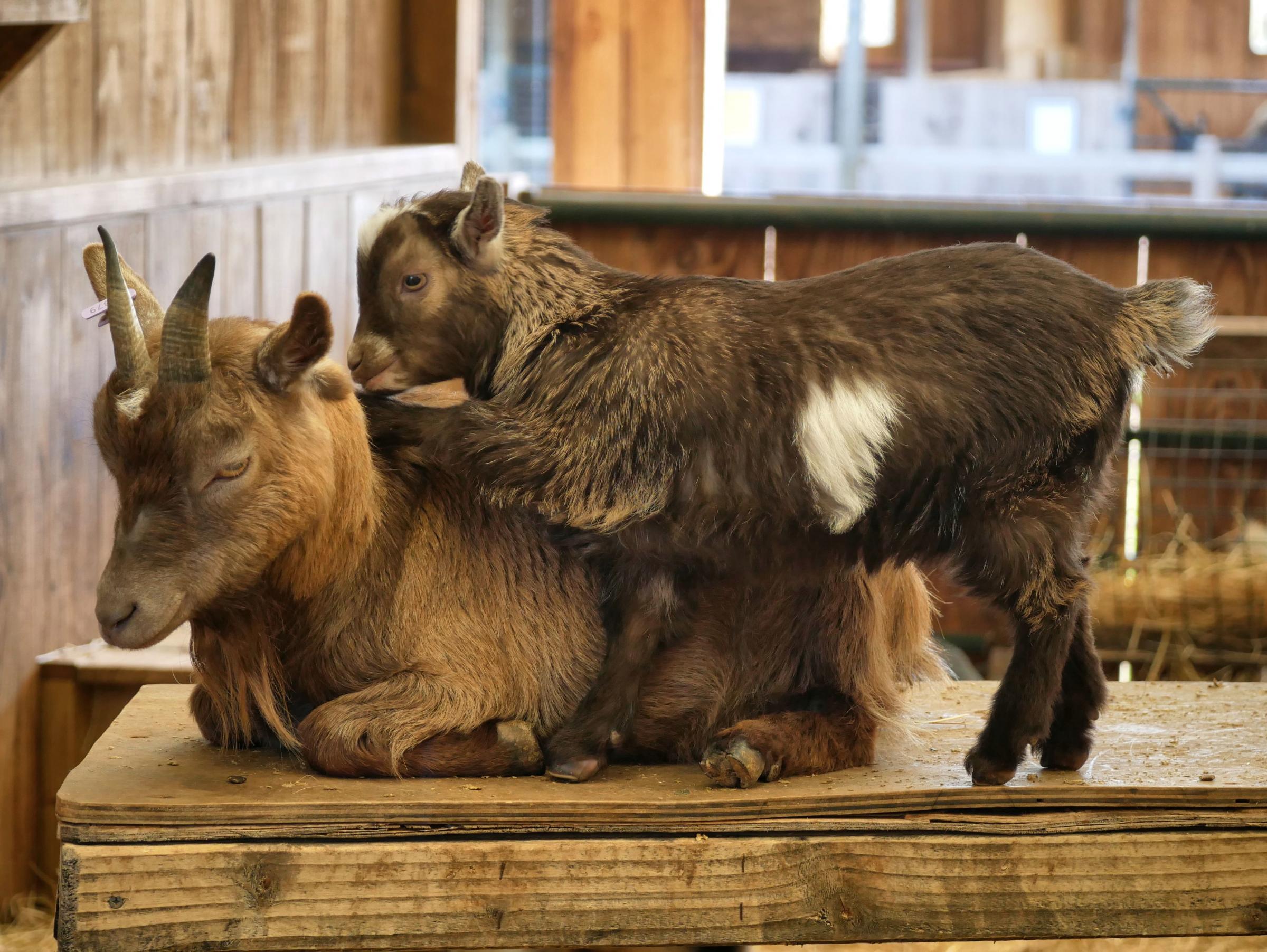 Pygmy goat Grace with kid Cassie who was born in January. Picture: Andy Compton